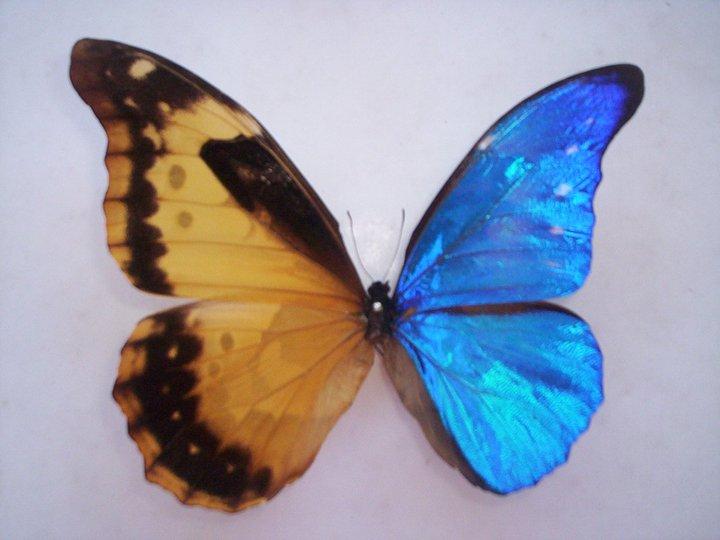 Morpho rhetenor gynandromorph (Internet Image property of respective owner, non-commercial use only)